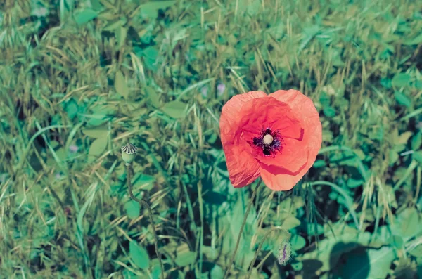 Червоні маки в природі квітковий декор на зеленому фоні — стокове фото