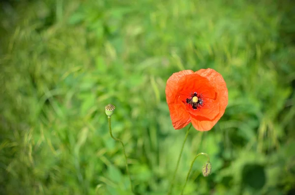 红色罂粟在自然花卉装饰在绿色背景 — 图库照片