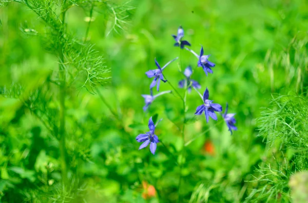 Zbliżenie kwiatów lato niebieski — Zdjęcie stockowe