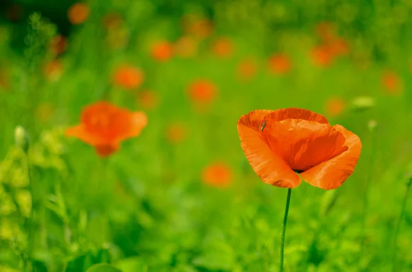 Flores de papoula vermelha nos campos de colza de sementes de óleo — Fotografia de Stock