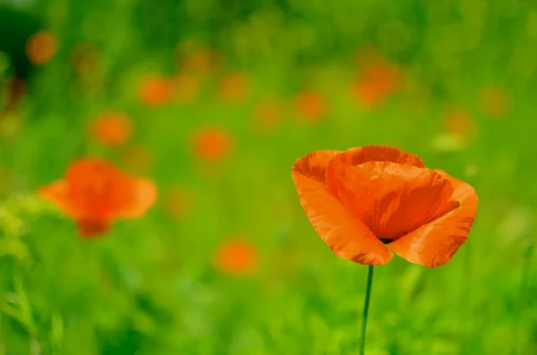 Flores de papoula vermelha nos campos de colza de sementes de óleo — Fotografia de Stock