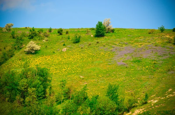 Mountain landscape with yellow and violet flowers — Stock Photo, Image
