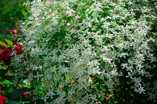 Flores brancas clematis no jardim — Fotografia de Stock