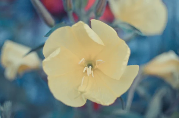 Bloemen van Evening primrose lat. Oenothera biennis close-up, lokale focus — Stockfoto