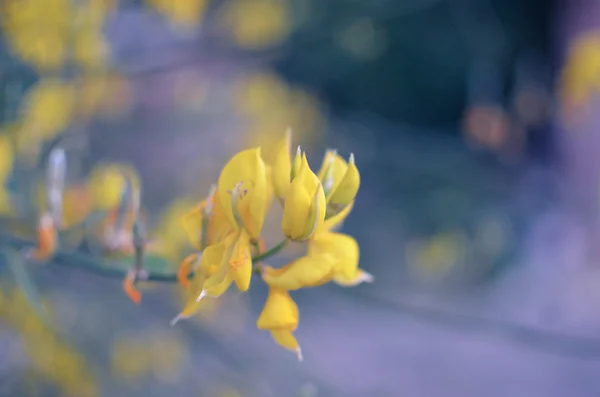 Sarı çiçek yakın çekim Garden — Stok fotoğraf