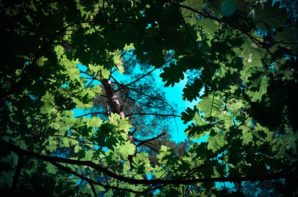 La cima di alberi verdi in foresta, cielo azzurro e raggi di sole che splendono attraverso foglie. Vista dal basso . — Foto Stock