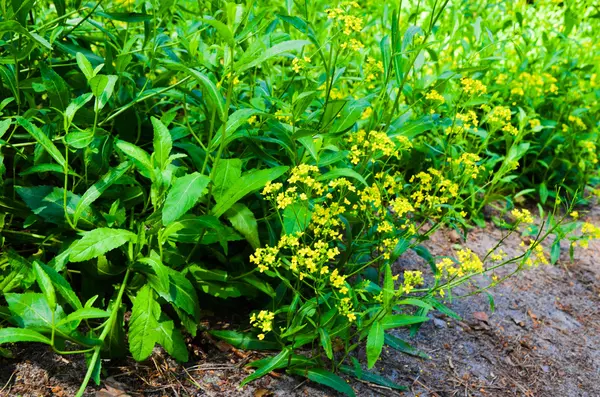 Hermosas flores amarillas en el bosque —  Fotos de Stock