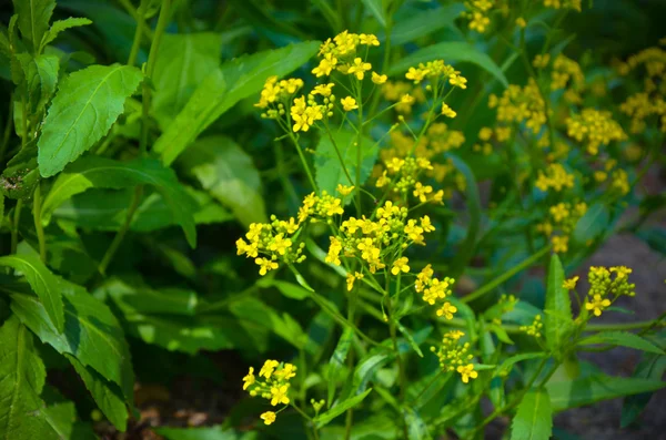 Красивые желтые цветы в лесу — стоковое фото