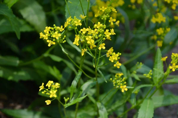 Hermosas flores amarillas en el bosque — Foto de Stock