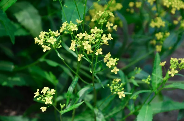 Belles fleurs jaunes dans la forêt — Photo