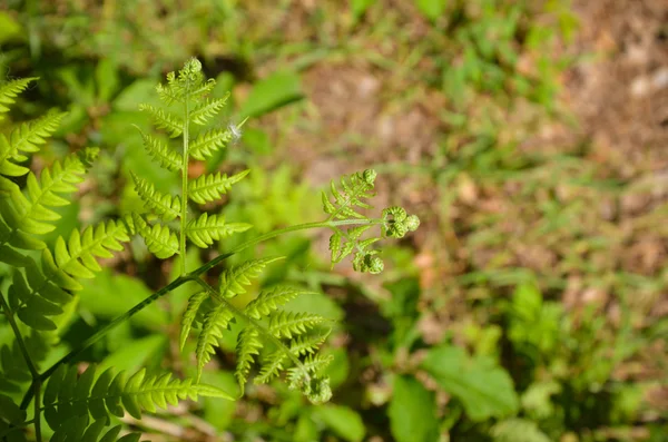 Yaprakları bir Tazmanya ağaç Fern Dicksonia Antarktika üzerinde detayını kapatın — Stok fotoğraf