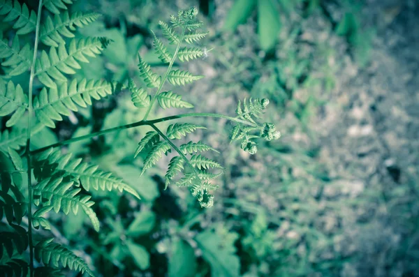 Zavřít detail listy na Tasmanian Tree Fern Dicksonie antarktická — Stock fotografie