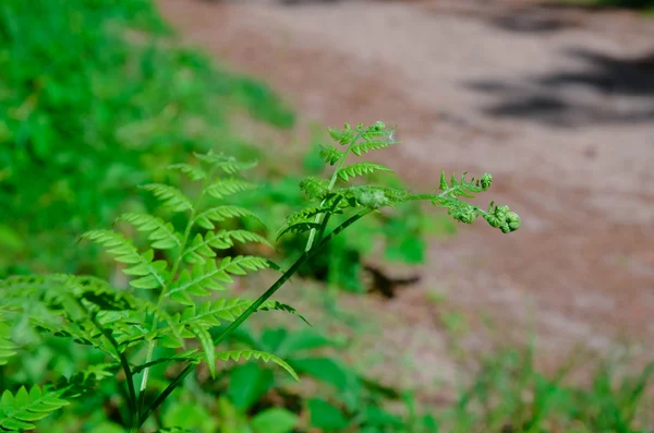 Yaprakları bir Tazmanya ağaç Fern Dicksonia Antarktika üzerinde detayını kapatın — Stok fotoğraf