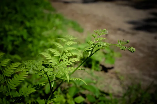 Yaprakları bir Tazmanya ağaç Fern Dicksonia Antarktika üzerinde detayını kapatın — Stok fotoğraf