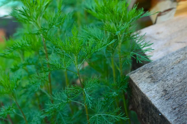 Kamillengrüne Blätter ohne Blüten — Stockfoto