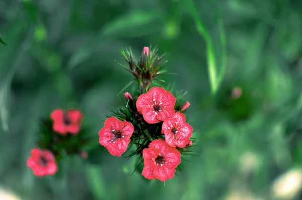 Blumenbeet mit rosa campion lychnis coronaria — Stockfoto