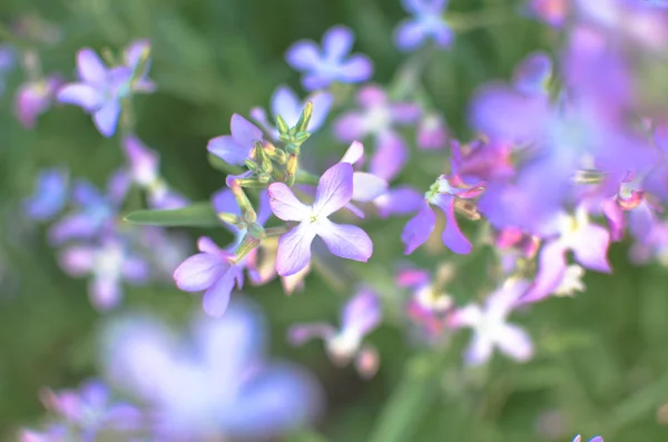 夜の花紫春の穏やかな背景 — ストック写真