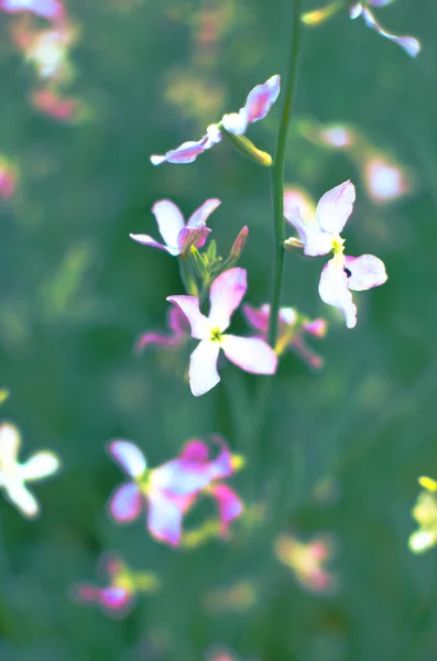 Gece çiçek Menekşe nazik arka plan bahar — Stok fotoğraf