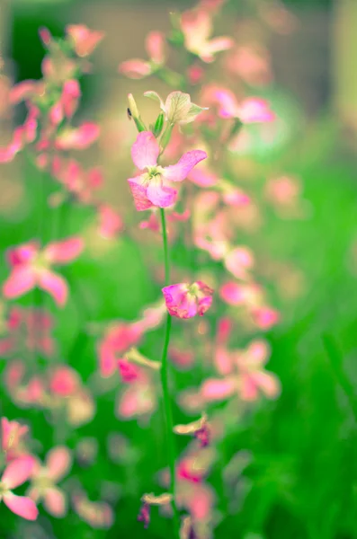 Ночные цветы фиолетовый весенний нежный фон — стоковое фото