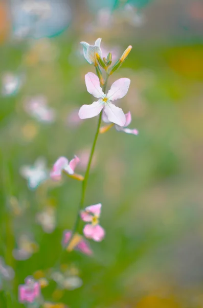 Flores noturnas primavera violeta fundo suave — Fotografia de Stock