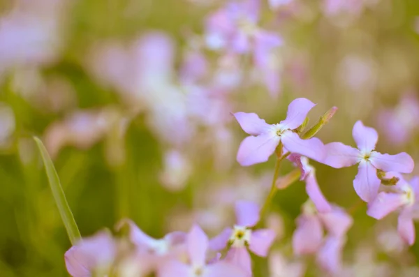 Fioletowe kwiaty nocy wiosną delikatne tło — Zdjęcie stockowe