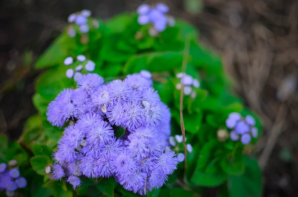 フロス花や Bluemink、Blueweed、猫の足、インスブルックのメキシコ ペイント ブラシをブルーします。 — ストック写真