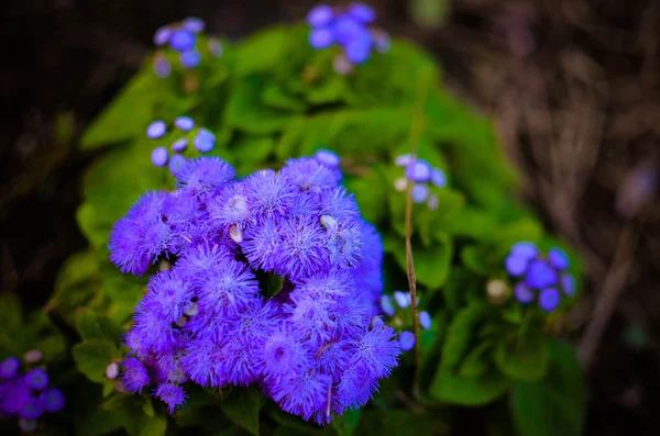 Blaue Seidenblumen oder Blautöne, Blaukraut, Muschifuß, mexikanischer Pinsel in innsbruck — Stockfoto