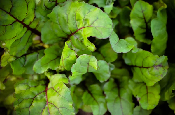 Leaves of beetroot plants in garden — Stock Photo, Image