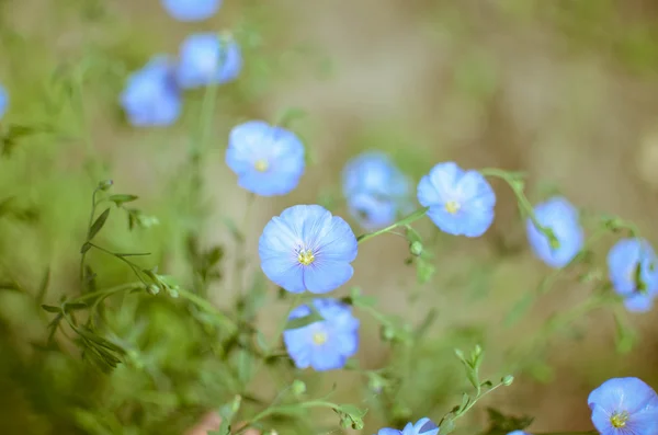Background of blooming blue flax — Stock Photo, Image