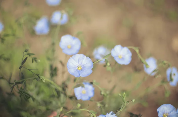 盛开的蓝色背景亚麻 — 图库照片