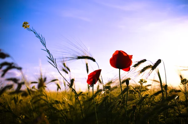 领域的小麦和红色的罂粟花，映衬在蓝天下. — 图库照片