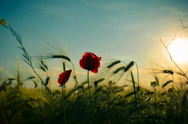 领域的小麦和红色的罂粟花，映衬在蓝天下. — 图库照片