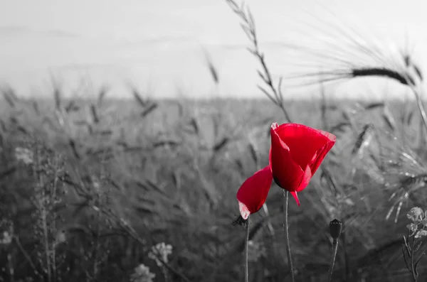 Field of wheat and red poppies against the blue sky. — Stock Photo, Image