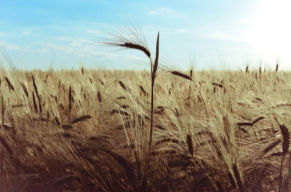 Golden wheat field and sunny day — Stock Photo, Image