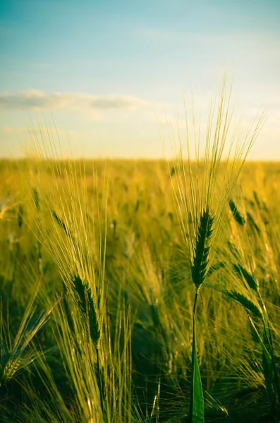 Campo de trigo dourado e dia ensolarado — Fotografia de Stock