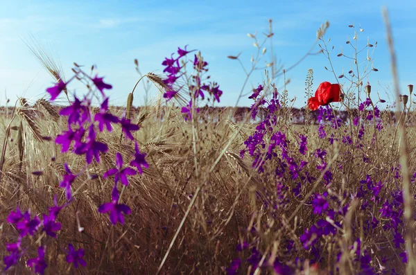 Poppy, flores de milho e colza no campo. Flores silvestres florescentes — Fotografia de Stock