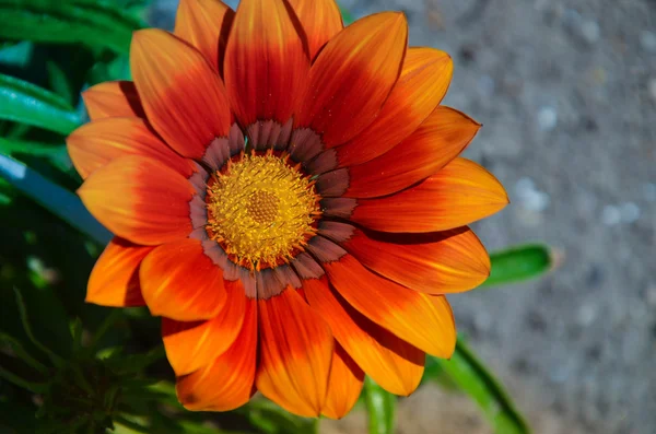 Gazania garden plant in flower.Bright orange — Stock Photo, Image