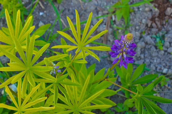 Fleurs et bourgeons de lupin sauvage sur la tige juste avant la pleine floraison, gros plan, mise au point sélective — Photo