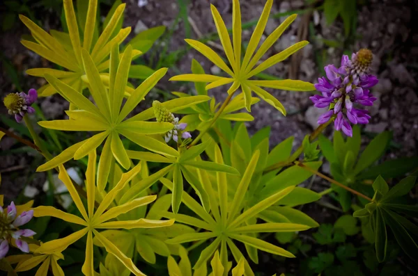 Fleurs et bourgeons de lupin sauvage sur la tige juste avant la pleine floraison, gros plan, mise au point sélective — Photo