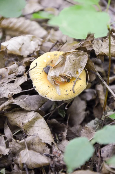 Kuning terbang-agaric di hutan musim gugur — Stok Foto