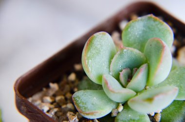 Echeveria tablo kapalı studio üzerinde