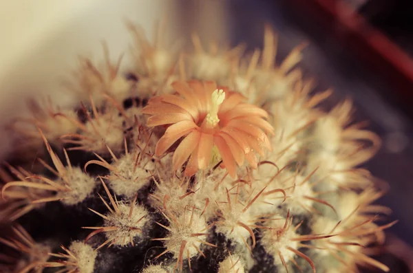 Desert cactus closeup with orange flower — Stock Photo, Image