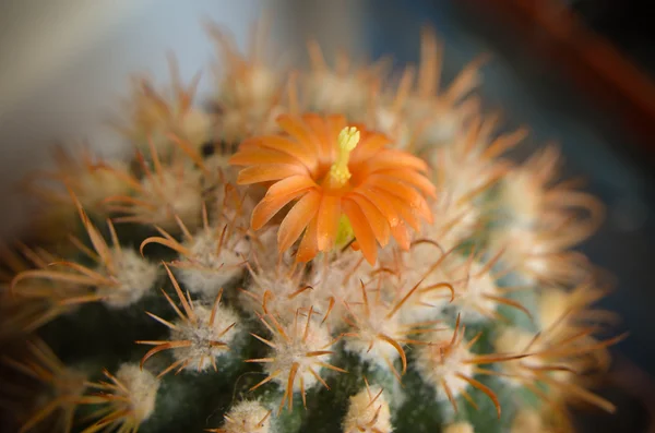 Desert cactus closeup with orange flower — Stock Photo, Image