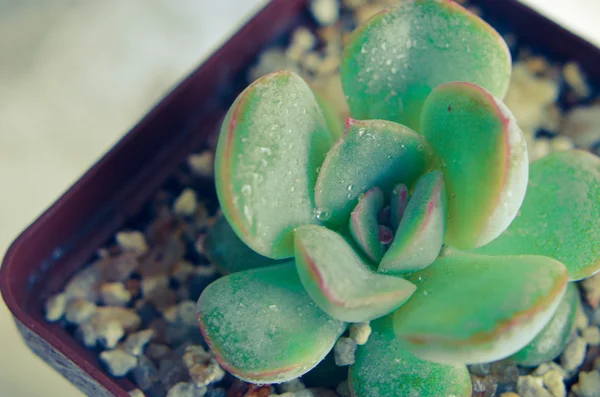 Echeveria auf dem Tisch im Innenstudio — Stockfoto