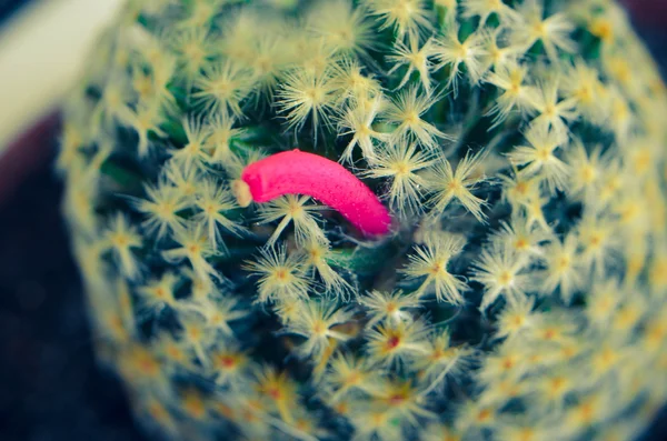 Después de la floración, cactus, entonces será hasta fruta rosa . —  Fotos de Stock