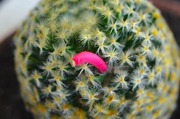 After flowering, cactus, then it will be up pink fruit. — Stock Photo, Image