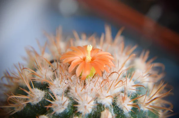 Desert cactus closeup with orange flower — Stock Photo, Image
