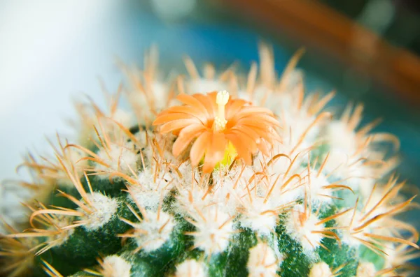 Desert cactus closeup with orange flower — Stock Photo, Image