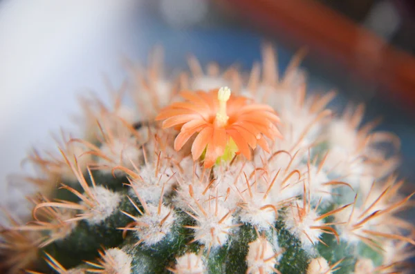 Пустынный кактус крупным планом с оранжевым цветом — стоковое фото