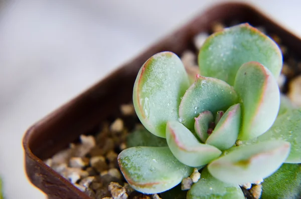 Echeveria na mesa estúdio indoor — Fotografia de Stock